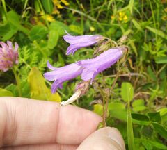 Campanula sibirica
