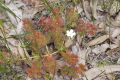 Drosera stolonifera