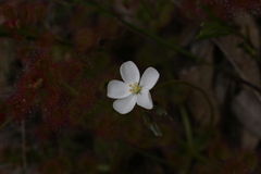 Drosera stolonifera