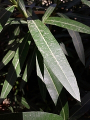 Nerium oleander