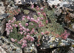 Eriogonum ovalifolium