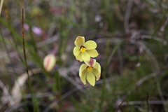 Thelymitra antennifera