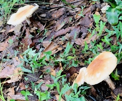 Amanita crocea