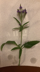 Verbena hastata