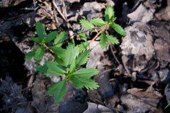 Proserpinaca palustris