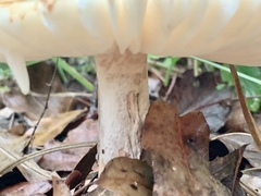 Amanita crocea