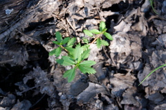 Proserpinaca palustris