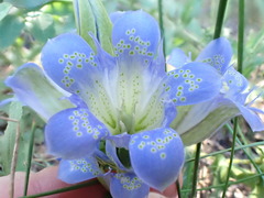 Gentiana affinis
