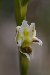 Prasophyllum cyphochilum