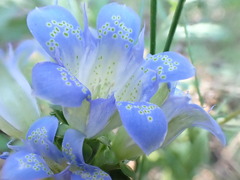 Gentiana affinis