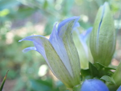 Gentiana affinis