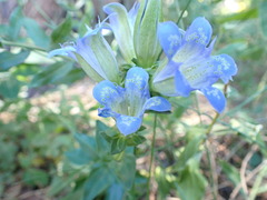 Gentiana affinis