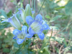 Gentiana affinis