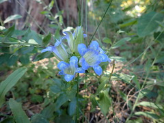 Gentiana affinis