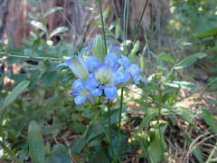 Gentiana affinis