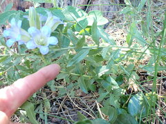 Gentiana affinis