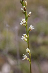 Prasophyllum cyphochilum