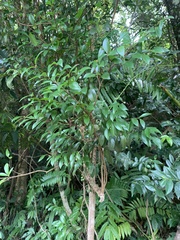 Syzygium formosanum