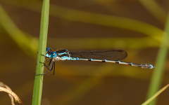 Austrolestes colensonis