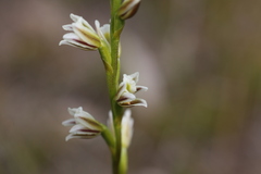 Prasophyllum cyphochilum