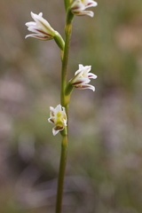 Prasophyllum cyphochilum