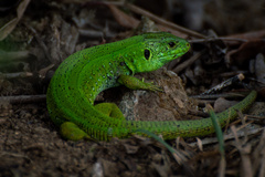 Lacerta agilis grusinica