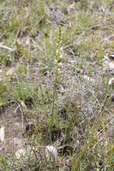 Prasophyllum cyphochilum