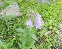 Nepeta sibirica