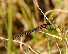 Austrolestes colensonis