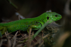 Lacerta agilis grusinica