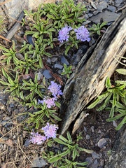 Scabiosa lacerifolia