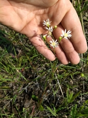 Solidago ptarmicoides
