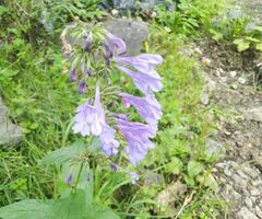 Nepeta sibirica