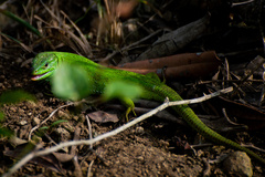 Lacerta agilis grusinica