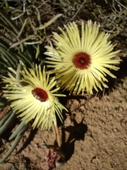 Cephalophyllum pillansii