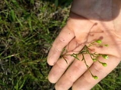 Solidago ptarmicoides