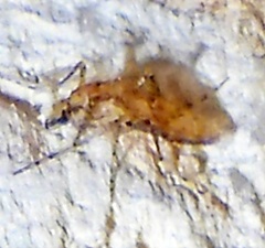 Chaoborus punctipennis