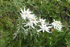 Leontopodium ochroleucum