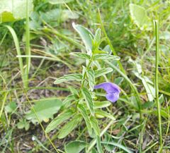 Scutellaria scordifolia