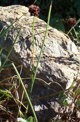 Juncus
