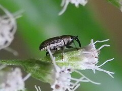 Odontocorynus umbellae