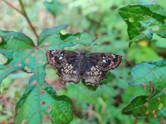 Caprona ransonnettii