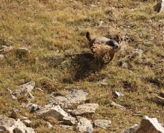 Marmota