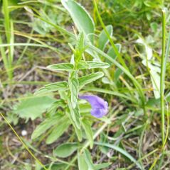 Scutellaria scordifolia