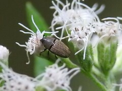 Odontocorynus umbellae