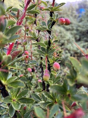 Berberis morrisonensis