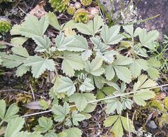 Potentilla acaulis