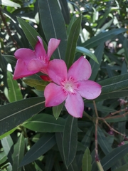 Nerium oleander