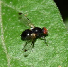 Seioptera