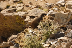 Marmota